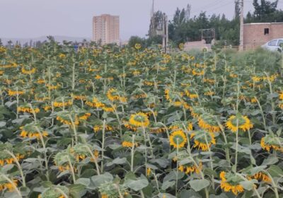 خوی و عبور از مرز رازی