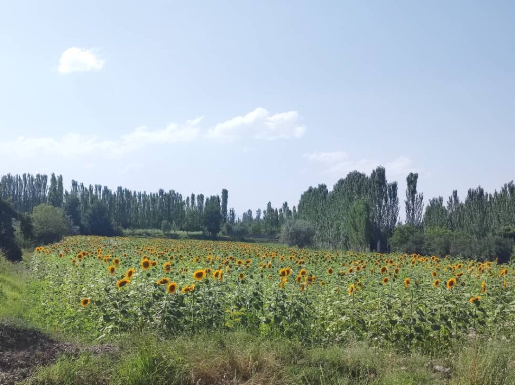 مزارع گل آفتابگردان خوی